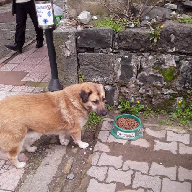 Hayvanlarımıza Kuru Mama ile Beslenme Desteği Vermeye Devam